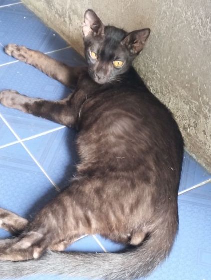 ลูกแมวเบงกอลแท้ รูปที่ 5