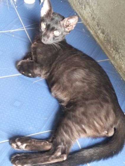 ลูกแมวเบงกอลแท้ รูปที่ 4