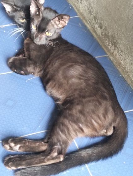 เบงกอล (Bengal House Cat) ลูกแมวเบงกอลแท้