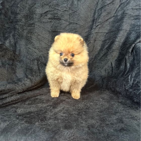 ลูกปอมเมอเรเนียน รูปที่ 2