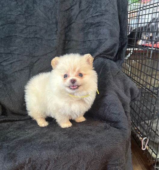 ลูกปอมเมอเรเนียน