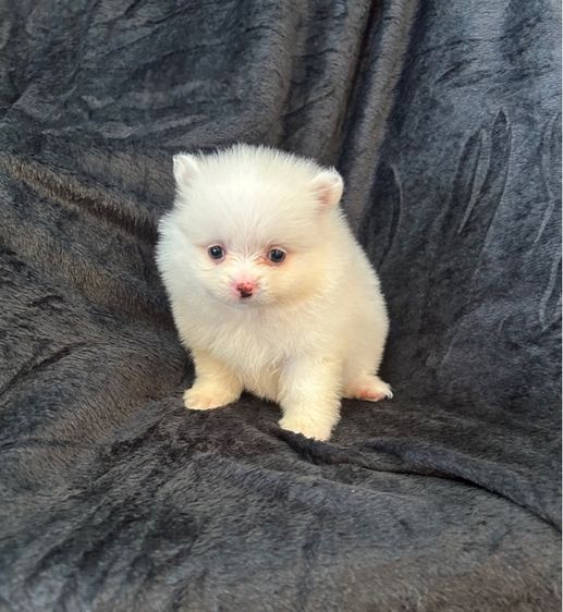 ลูกปอมเมอเรเนียน รูปที่ 4