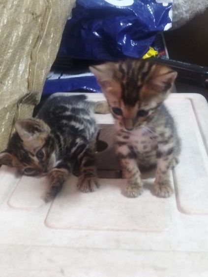 เบงกอล (Bengal House Cat) ลูกแมวเบงกอแท้