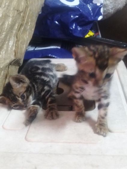 ลูกแมวเบงกอแท้ รูปที่ 5