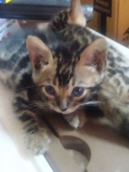 ลูกแมวเบงกอแท้ รูปที่ 7