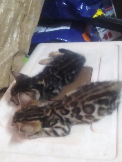 ลูกแมวเบงกอแท้ รูปที่ 3