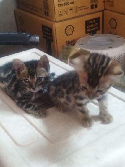 ลูกแมวเบงกอแท้ รูปที่ 4