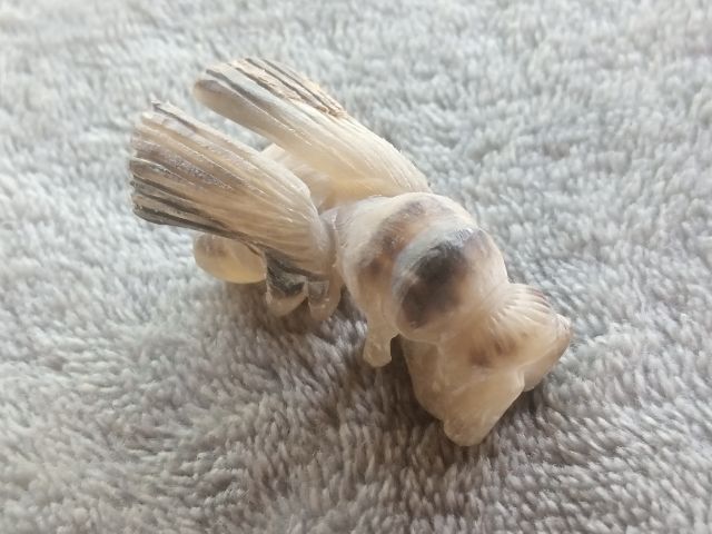 แมลงภู่คำ (เขาควายเผือกแกะ) รูปที่ 13