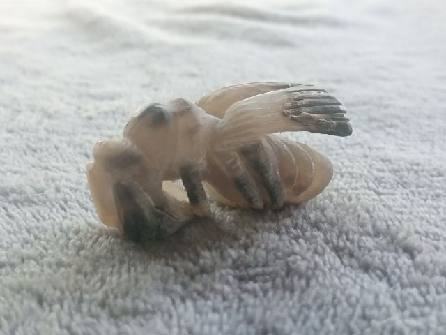 แมลงภู่คำ (เขาควายเผือกแกะ)