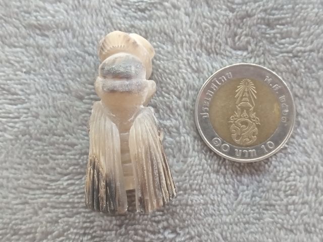 แมลงภู่คำ (เขาควายเผือกแกะ) รูปที่ 15