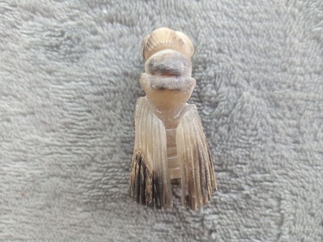 แมลงภู่คำ (เขาควายเผือกแกะ) รูปที่ 12