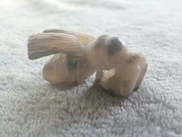 แมลงภู่คำ (เขาควายเผือกแกะ) รูปที่ 3