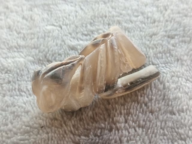 แมลงภู่คำ (เขาควายเผือกแกะ) รูปที่ 10