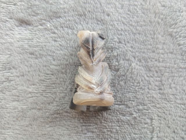 แมลงภู่คำ (เขาควายเผือกแกะ) รูปที่ 9