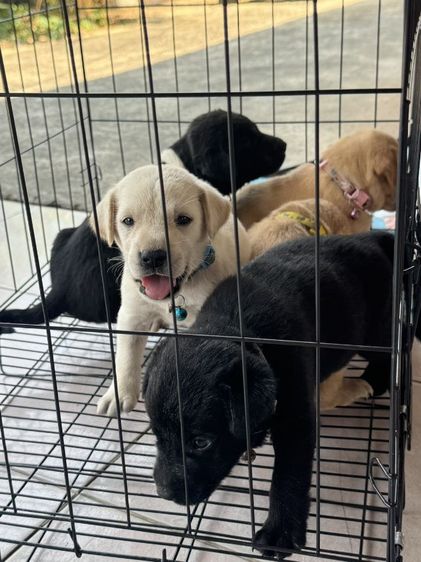 ลาบาดอร์แท้ รูปที่ 3