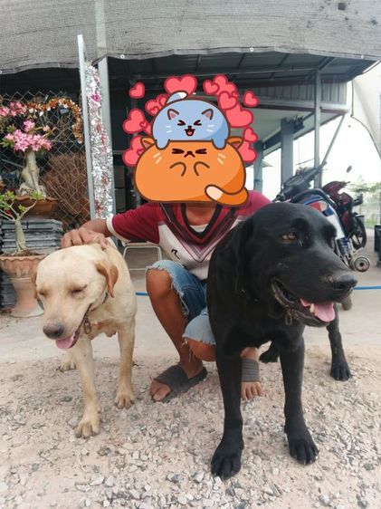 ลาบาดอร์แท้ รูปที่ 5