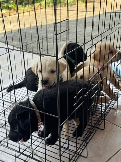 ลาบาดอร์แท้ รูปที่ 4