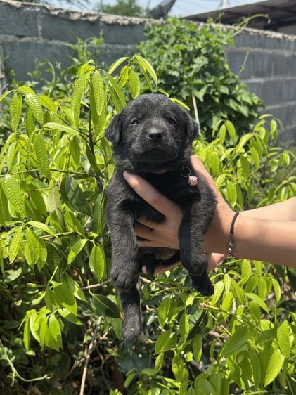 ลาบาดอร์แท้ รูปที่ 2