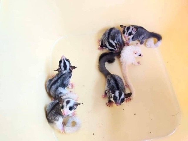 ชูก้าระยอง รูปที่ 5