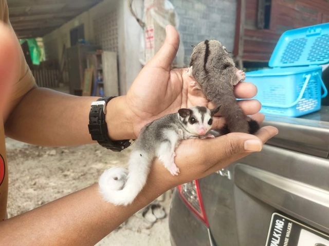 ชูก้าระยอง รูปที่ 6