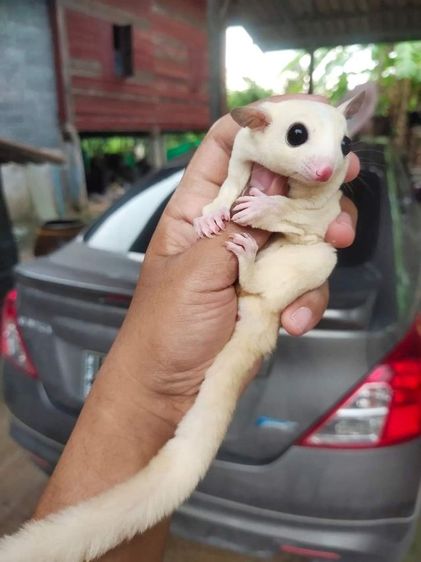 ชูก้าระยอง รูปที่ 14