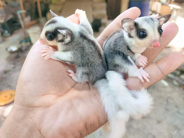 ชูก้าระยอง รูปที่ 13