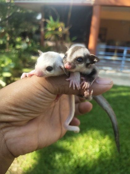 ชูก้าระยอง