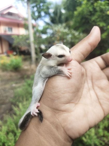 ชูก้าระยอง รูปที่ 8