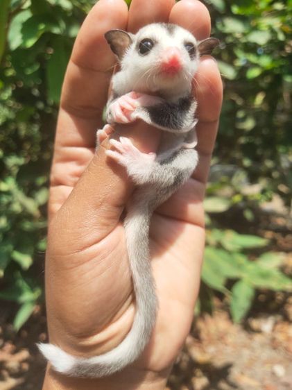 ชูก้าระยอง รูปที่ 11