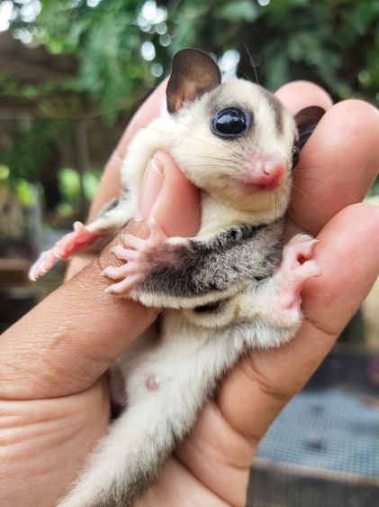 ชูก้าระยอง รูปที่ 15