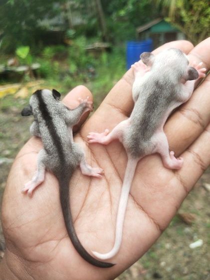 ชูก้าระยอง รูปที่ 2