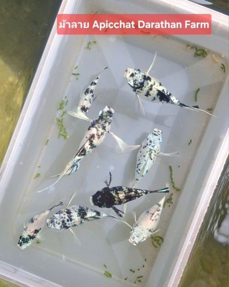 ปลาหางนกยูงระยอง รูปที่ 12