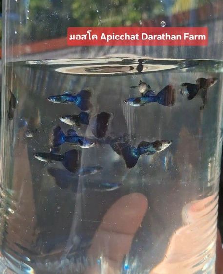 ปลาหางนกยูงระยอง รูปที่ 6