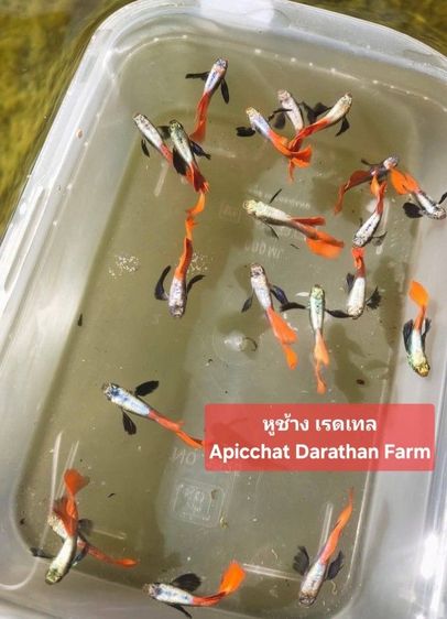 ปลาหางนกยูงระยอง รูปที่ 14