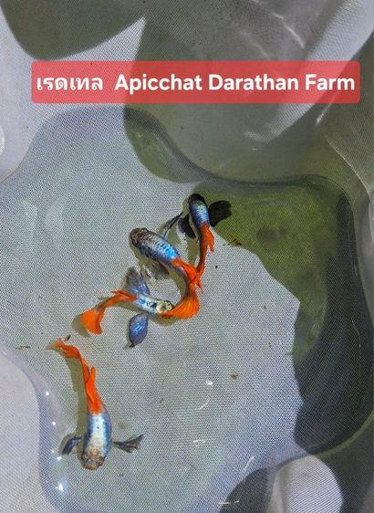 ปลาหางนกยูงระยอง รูปที่ 13