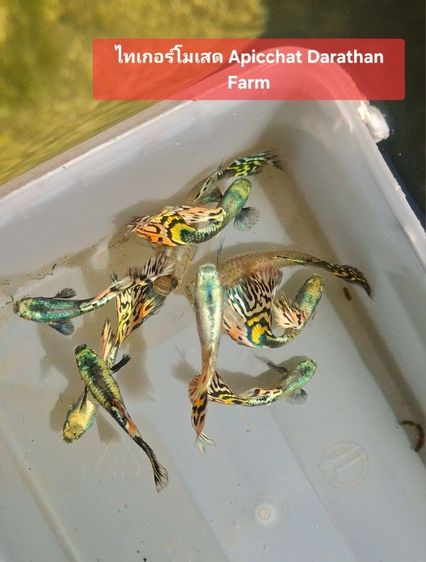 ปลาหางนกยูงระยอง รูปที่ 9