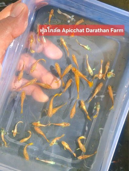 ปลาหางนกยูงระยอง รูปที่ 2