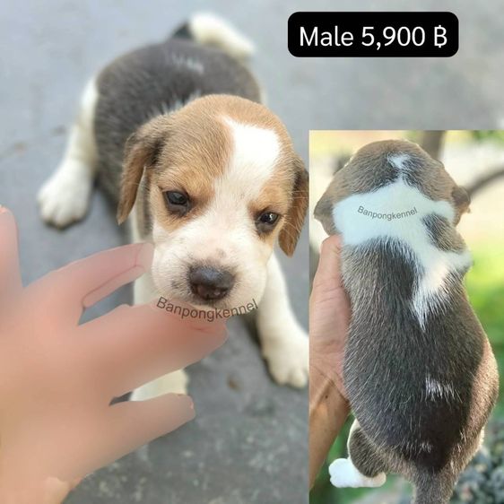 ลุกบีเกิ้ล รูปที่ 3