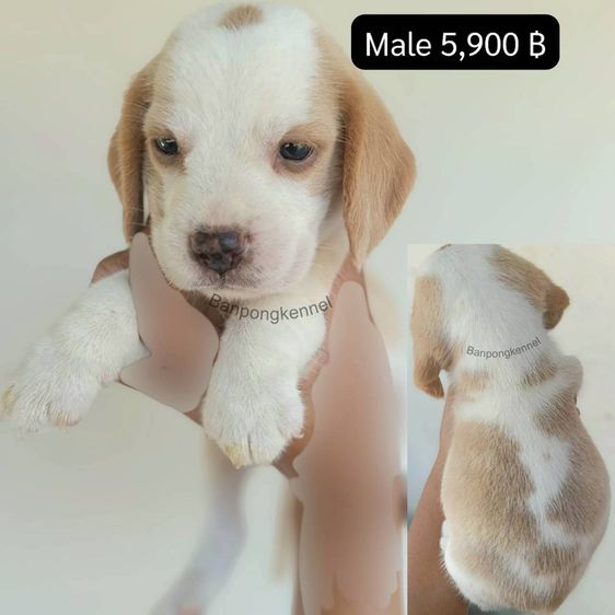 ลุกบีเกิ้ล รูปที่ 2