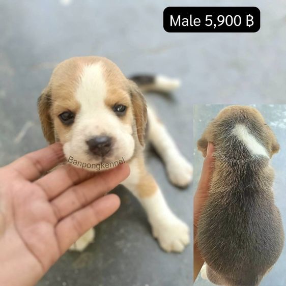 ลุกบีเกิ้ล รูปที่ 6