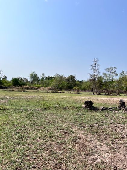 ขายถูกยกแปลง ที่ดิน 11 ไร่ บ้านพันนาสว่างแดนดิน ตกไร่ละ 2.6 แสน ห่างถนนหลักไม่ถึงกิโล ทำเลสวยมาก รูปที่ 4