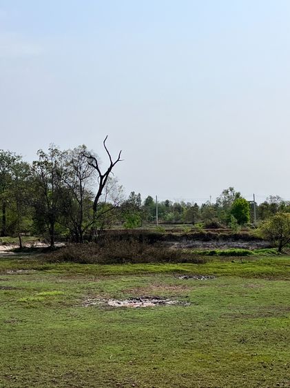 ขายถูกยกแปลง ที่ดิน 11 ไร่ บ้านพันนาสว่างแดนดิน ตกไร่ละ 2.6 แสน ห่างถนนหลักไม่ถึงกิโล ทำเลสวยมาก รูปที่ 2