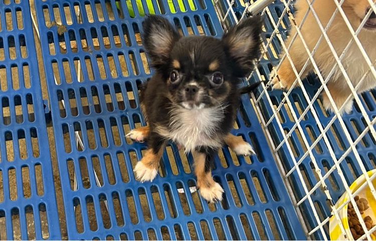 ลุกชิวาวาขนยาว รูปที่ 4