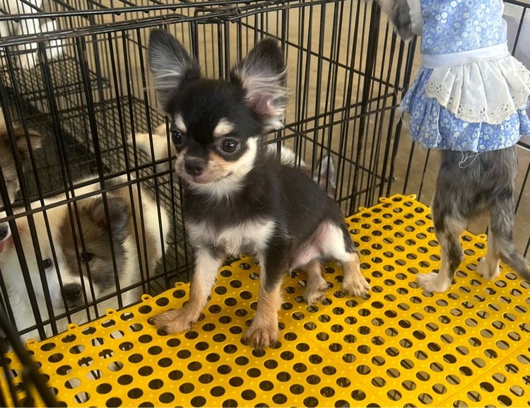 ลุกชิวาวาขนยาว รูปที่ 7