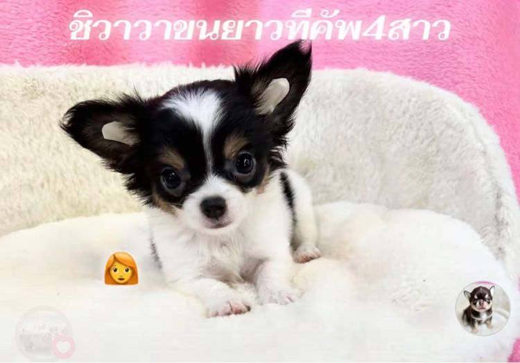 ลุกชิวาวาขนยาว รูปที่ 5