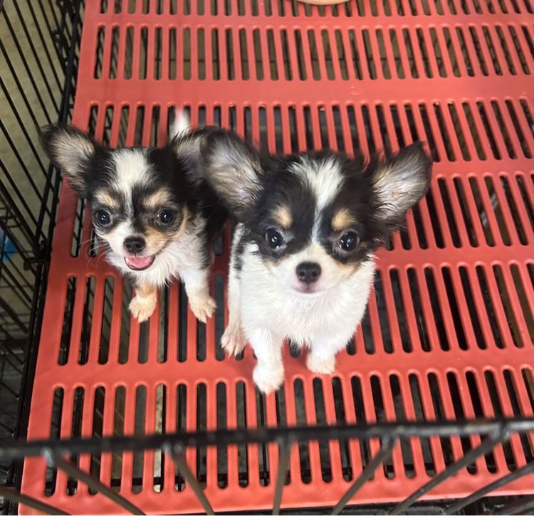 ลุกชิวาวาขนยาว