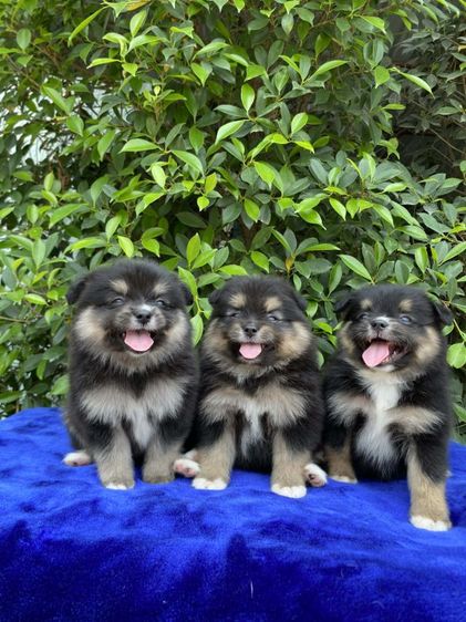 ปอมเมอเรเนียน (Pomeranian) เล็ก สาวปอมผสมชิวาว่า