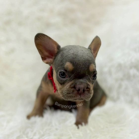 ลูกเฟร้นช์บลูด็อก รูปที่ 3