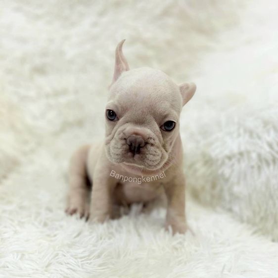 ลูกเฟร้นช์บลูด็อก รูปที่ 4