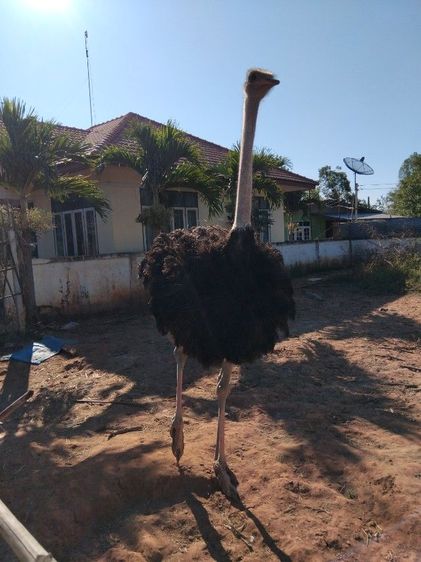 อื่นๆ นกกระจอกเทศ คอน้ำเงิน